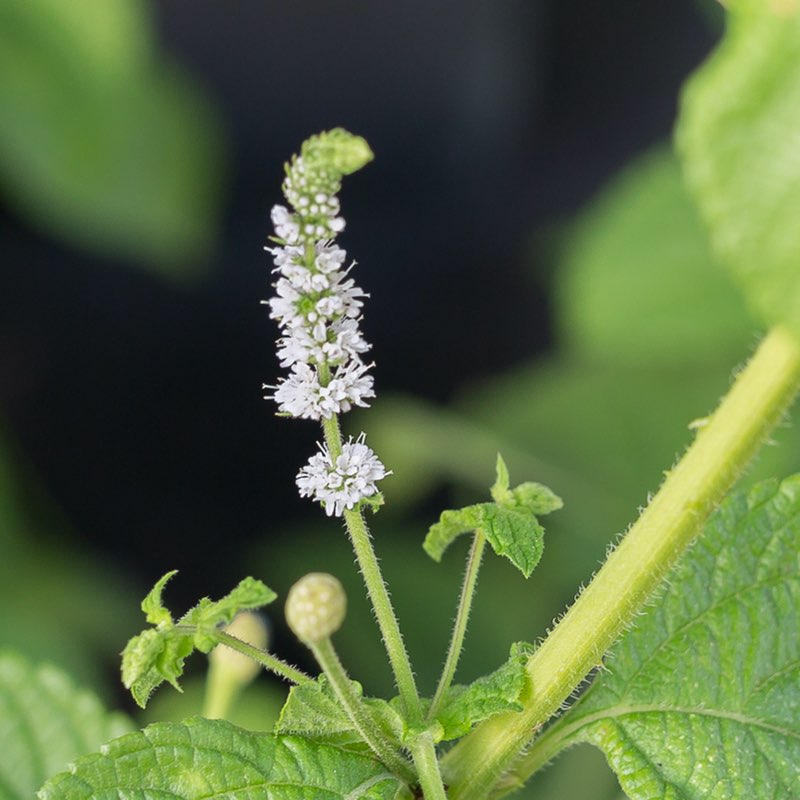 Actaea Racemosa Actaea Racemosa