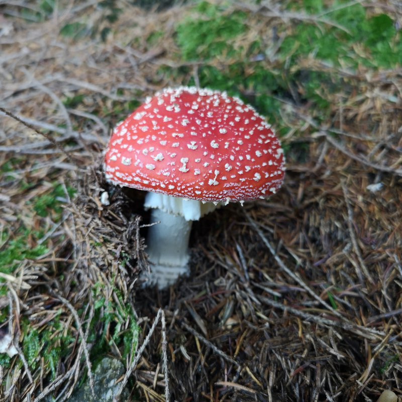 Agaricus Muscarius