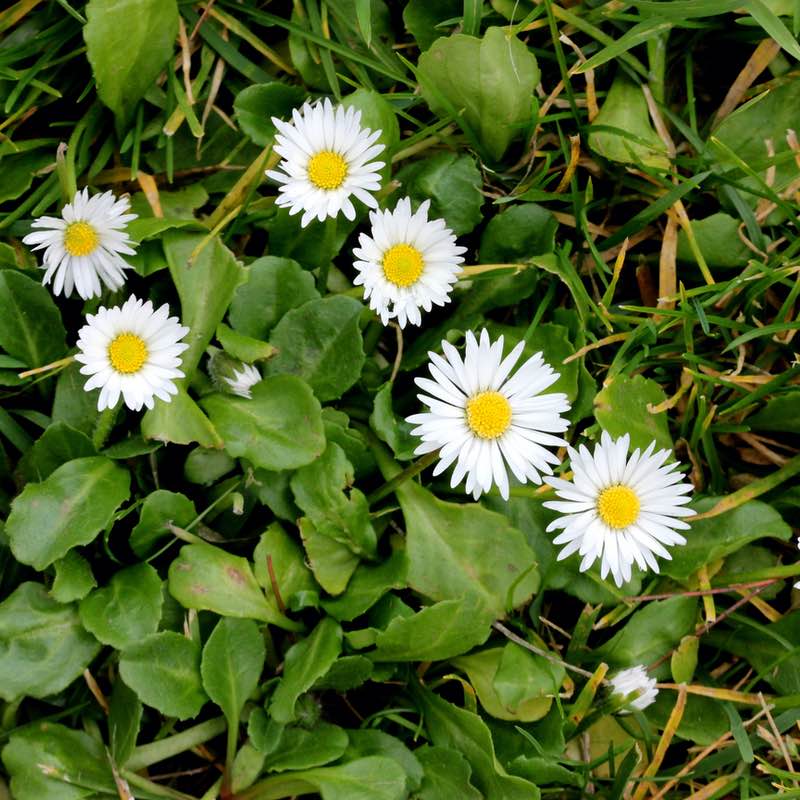 Bellis Perennis Bellis Perennis
