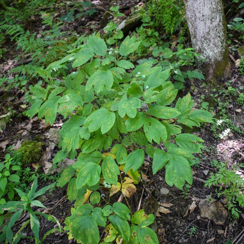 Caulophyllum Caulophyllum
