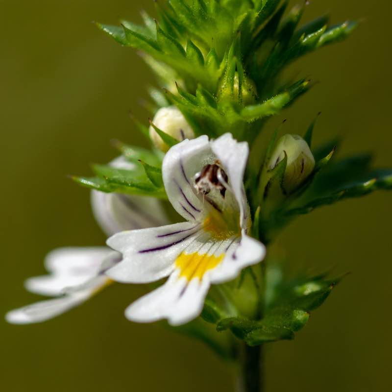 Euphrasia Officinalis