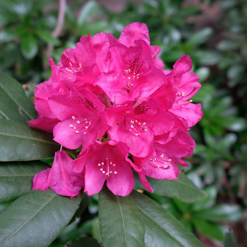 Rhododendron