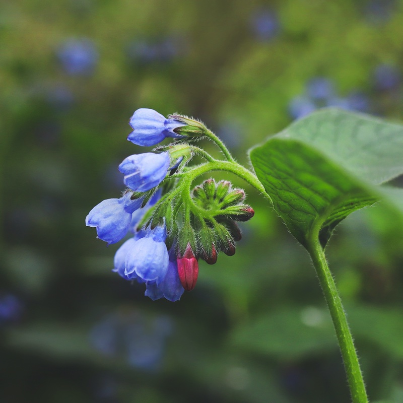 Symphytum Officinale Symphytum Officinale